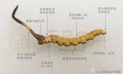高利润的功效网- 高利润经济作物有哪些知识,分享高利参的功效是什么
